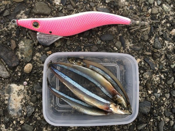 邪道エギング 邪道エギ 効果あり 笑 エギうどんの食べる日々 楽天ブログ 邪道エギング 邪道エギ 効果あり 笑 エギうどんの食べる日々 楽天ブログ