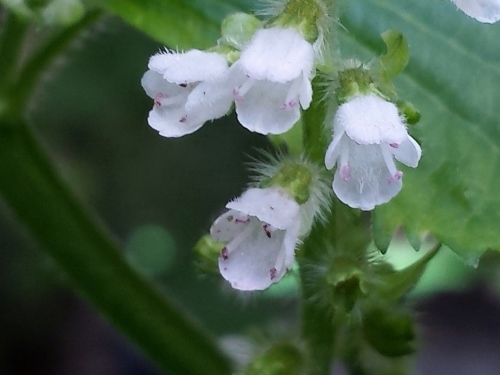 20150911_103602 (500x375).jpg