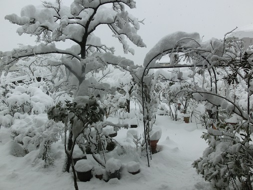 雪の庭