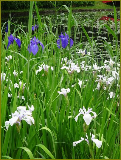 令和２年５月９日 杜若和服の美人我思ふ 花の歳時記 天南星の魅力 山野草 楽天ブログ