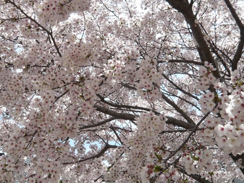 桜