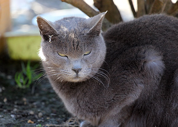 我が家のニャンコ♪2015/2/5-2