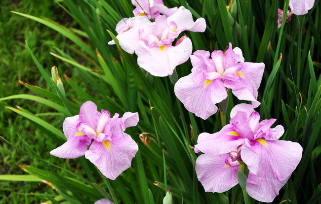 花４