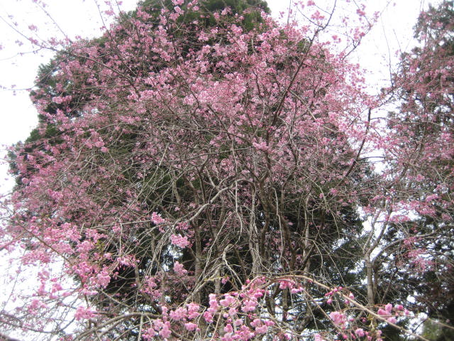 IMG_0425.JPG
