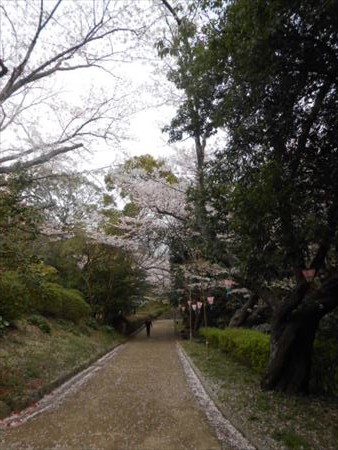 浜松城公園の桜