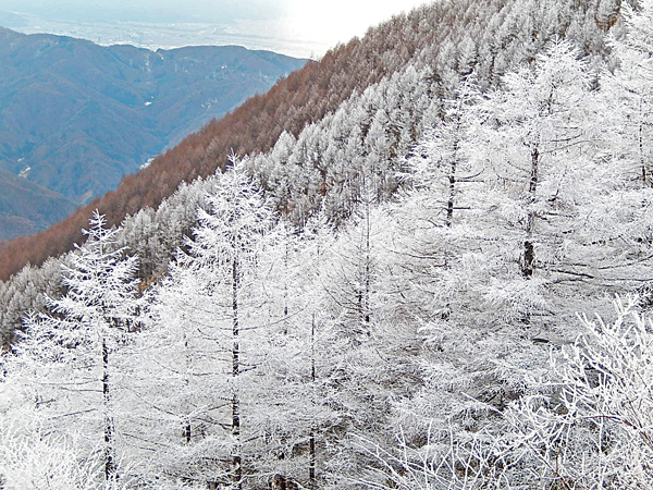 樹氷２