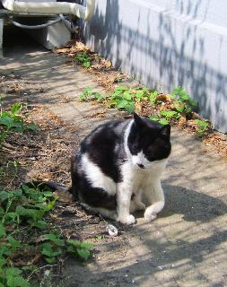 にゃんた怪我 063_QVga.JPG