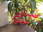 006.gif