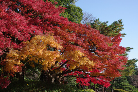 新宿御苑の紅葉