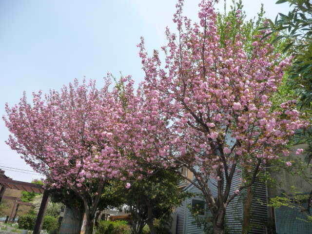 225 八重桜