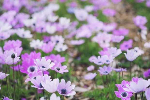 10月１５日の誕生花はシュウメイギク 薄れゆく愛の花 ミント117 楽天ブログ