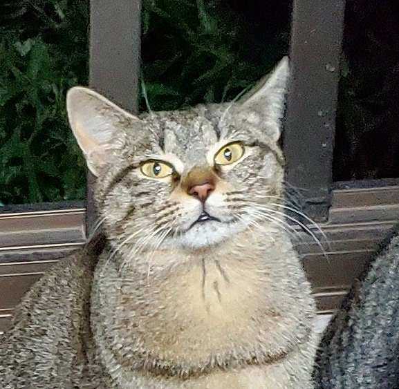 猫のいる生活 ]  ぱちくんとひょうたん - 楽天ブログ
