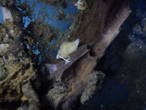 深海性貝14　水深350mの沈木の生体　熊野灘