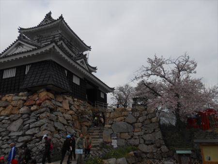 浜松城公園の桜