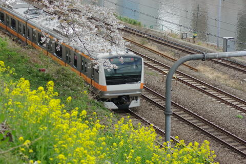 外濠公園の桜