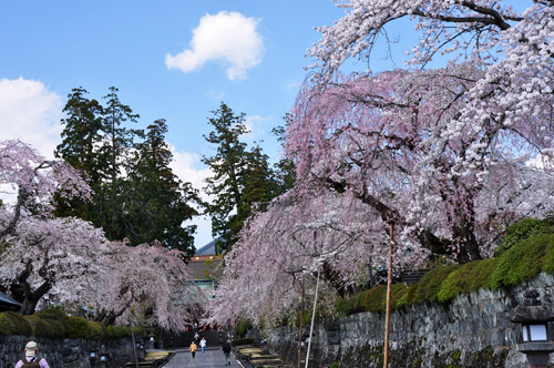 桜２
