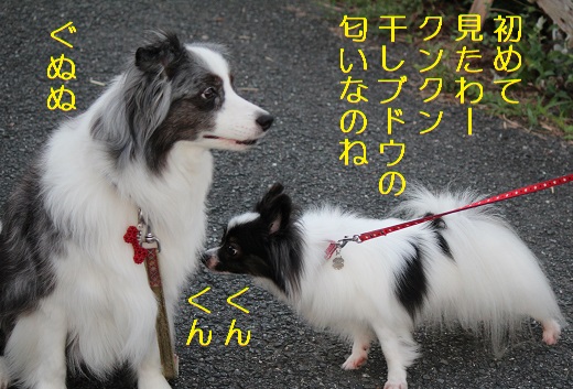 干しブドウ
