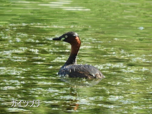 小池公園にて