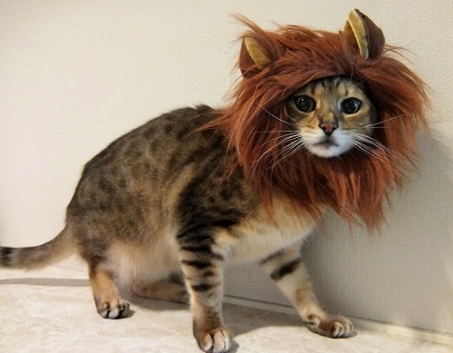DME　猫　BlondeeKim　猫の日　ライオン
