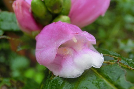 スピードリオン