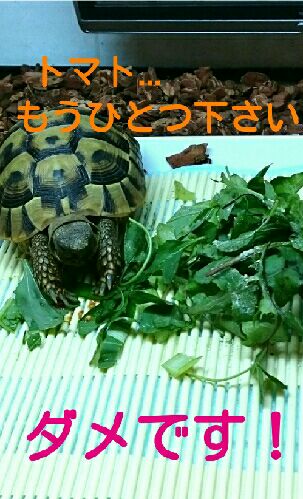 rblog-20151010104701-05.jpg