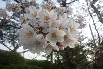 桜