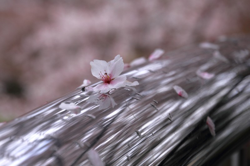仕舞い桜_007.jpg