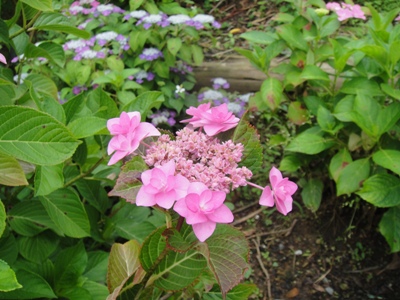 DSC02748.jpg