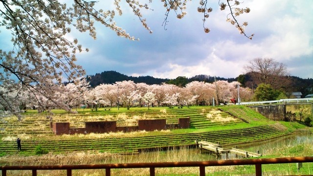 分水公園・桜 (4).JPG