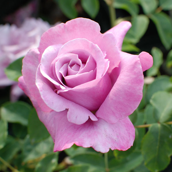 rose09satou-6-2.jpg