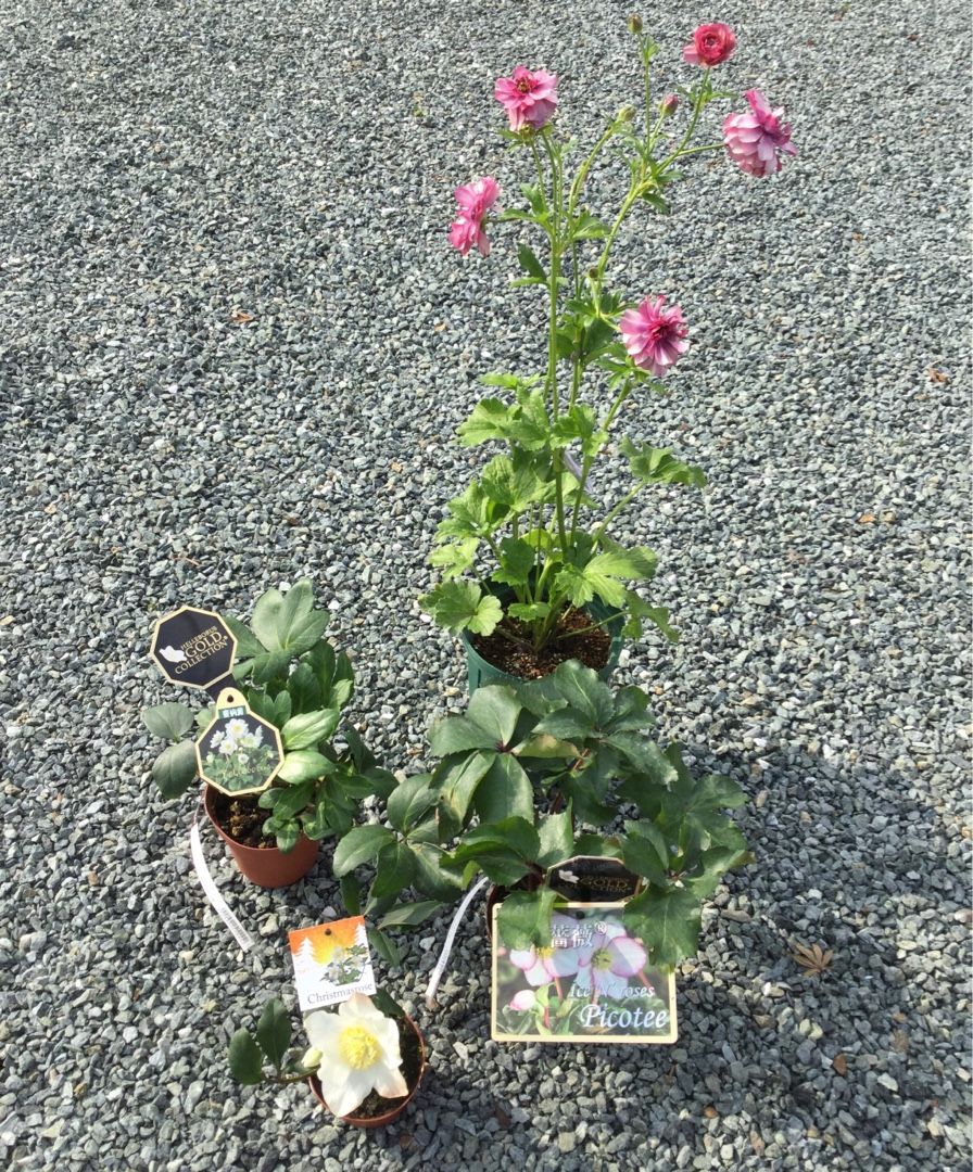 氷の薔薇 最新品種ピコティ ばらと猫とフラメンコ 楽天ブログ
