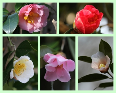 樹木公園-6 椿・いろいろ 13.3.19