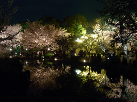 桜鏡像.jpg
