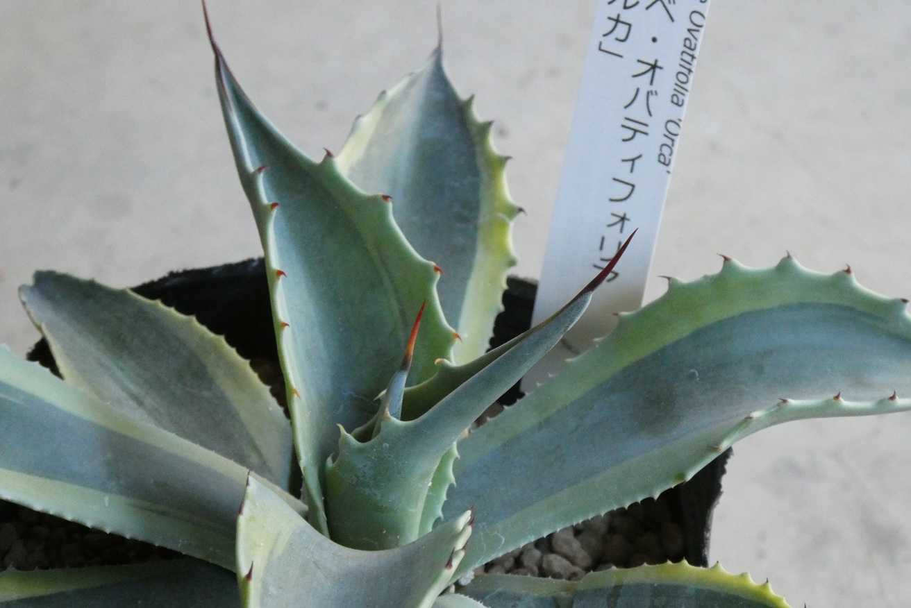 アガベ・オバティフォリア ”オルカ”(Agave ovatifolia orca) | 小平太