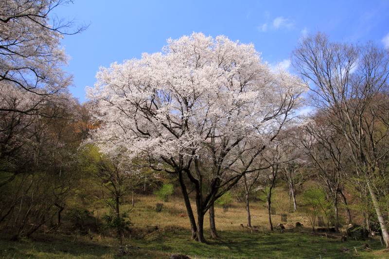 黒川桜の森_003青空.jpg