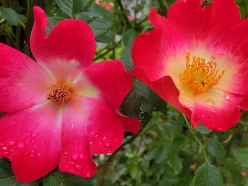 薔薇カクテル