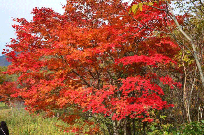 福原山荘紅葉 | 十勝よろず写真館 - 楽天ブログ