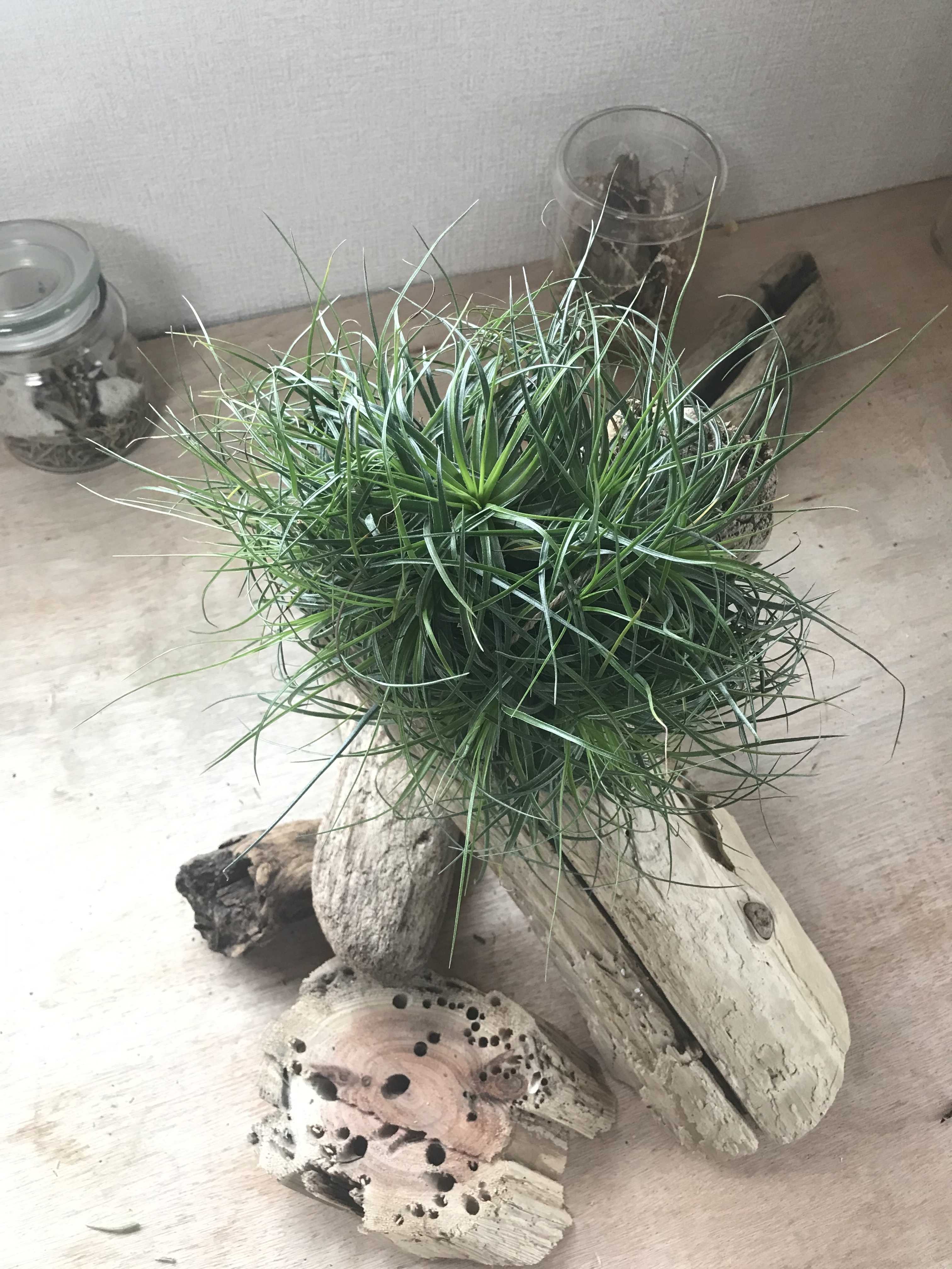エアプランツ – TaiShoDo ONLINE SHOP