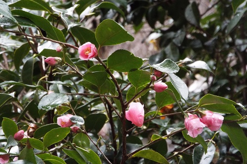 椿の花（侘助）