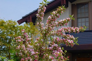 斑入りタニウツギと、西向きの我が儘な巨人の部屋
