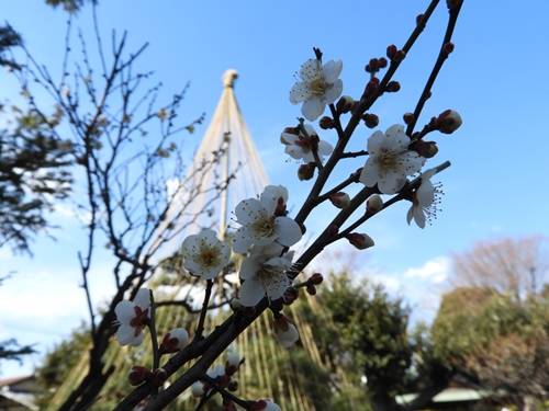 池上梅園にて