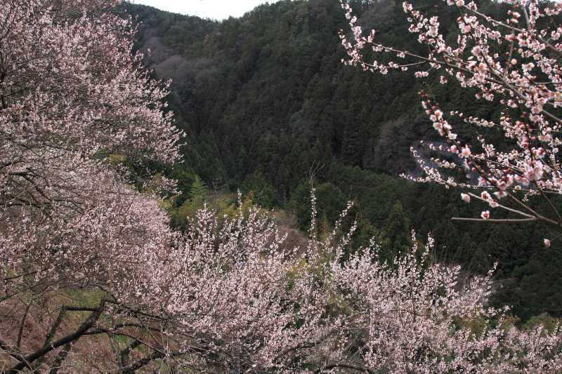 広橋梅林_004.jpg