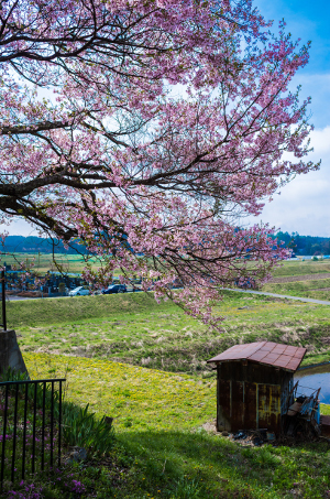 桜160424-3