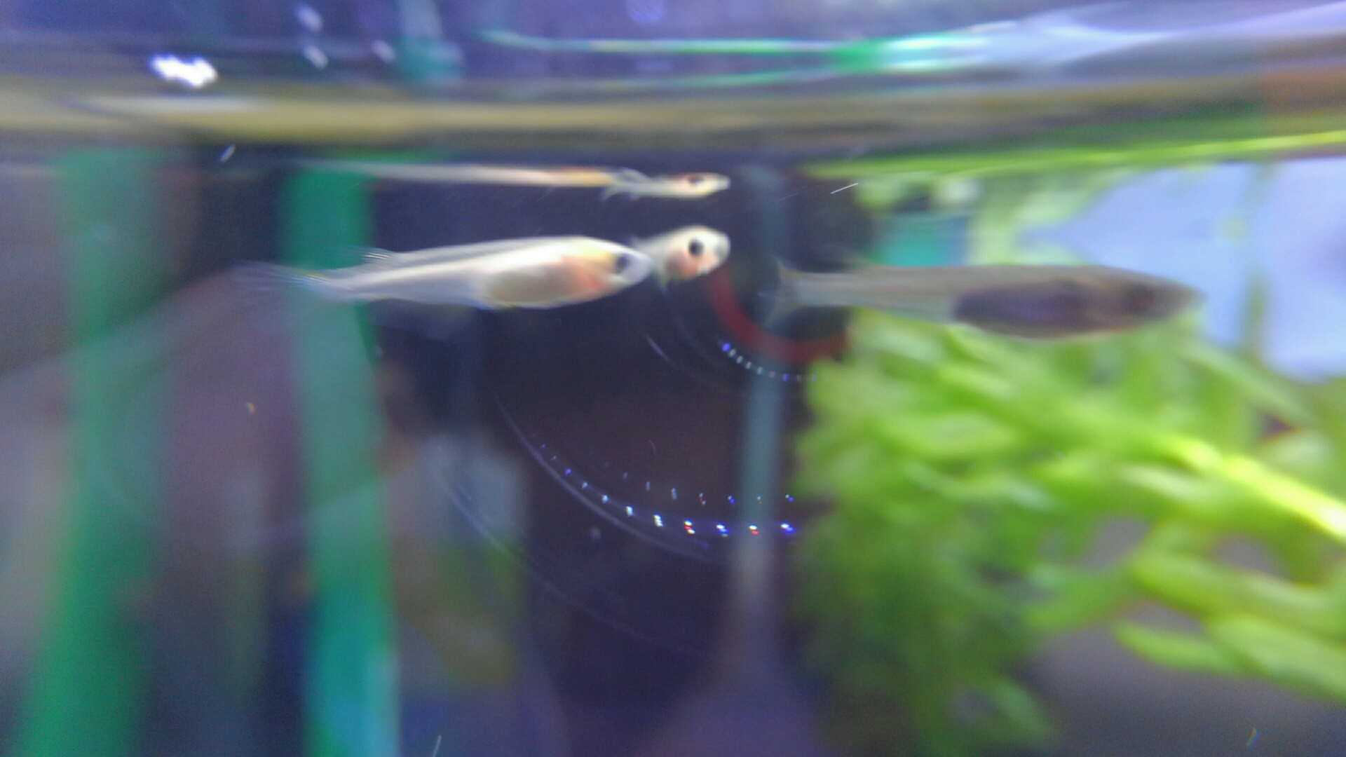 久野川水槽69週目 ヨッシー逝く そしてメダカ水槽となる ジュンキーの日記 楽天ブログ