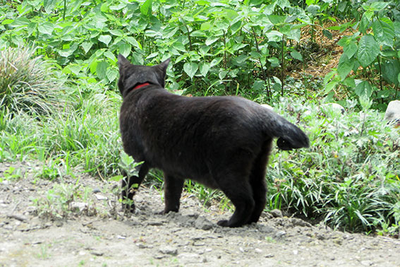 我が家のニャンコ♪2015/5/9-2