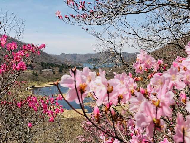 4/21 赤城山の春の絶景!「篭山のアカヤシオ」赤城の山肌に淡いピンクの花々が咲き誇る。春山登山シーズン!! 赤城山の温泉旅館 赤城温泉花の宿