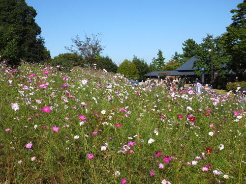 花の丘のコスモス