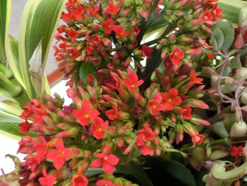 沖縄の多肉の花