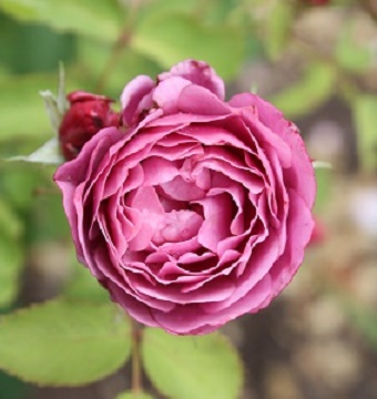 IMG_0930.JPG