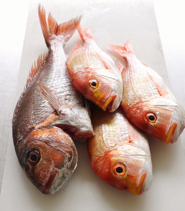 桜鯛　連子鯛.jpg